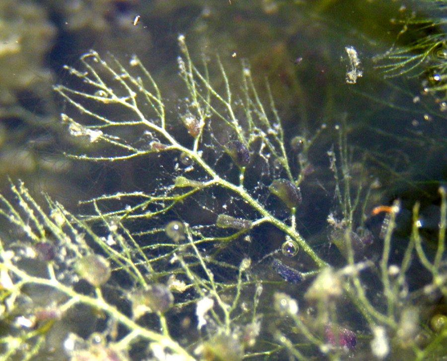 Utricularia australis / Erba vescica